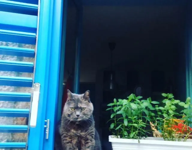 아파트 Blue Bench Krk *